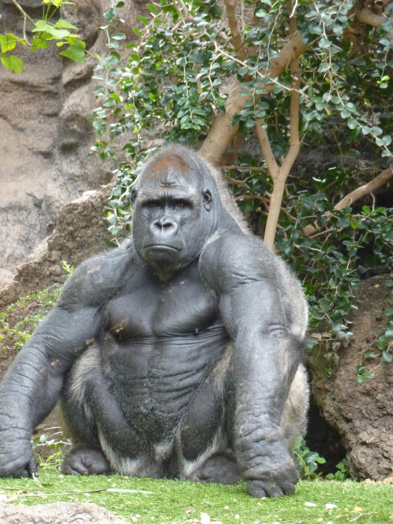 buff_gorilla_by_ssjgarfield-d30c8kr.jpg