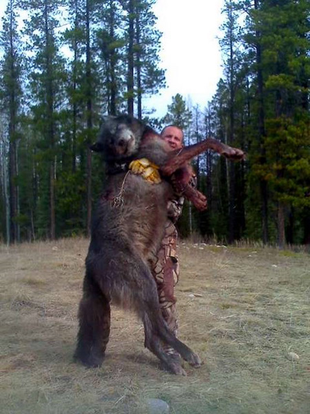 largestwolfkilltodate.jpg