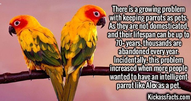 2148-Parrot-as-pets.jpg