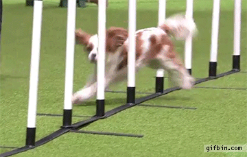 1425317282_dog_runs_into_pole_during_agility_event.gif