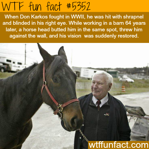 tumblr_o3p2u4HVWc1roqv59o1_500.png