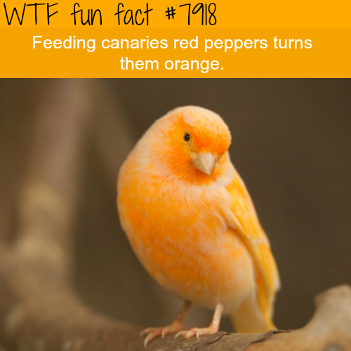 tumblr_ovyv83EeIt1roqv59o1_500.png