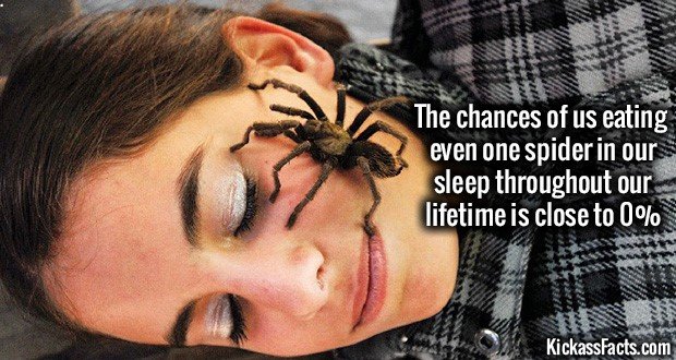 1065-Spider-Sleep-Mouth.jpg