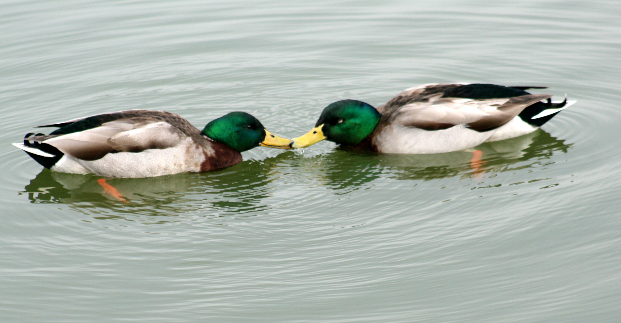 Males_Anas_platyrhynchos_2.jpg
