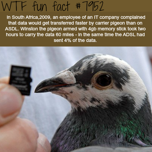 tumblr_owlhpvlyg21roqv59o1_500.png