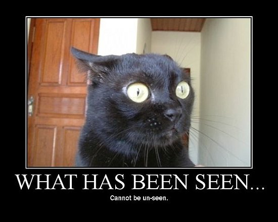 surprised-cat.jpg