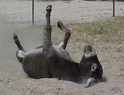 donkey-1.jpg