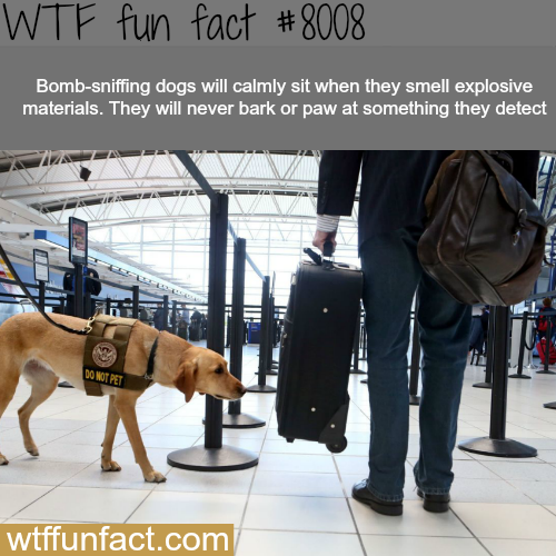 tumblr_oxfh3thRp91roqv59o1_500.png