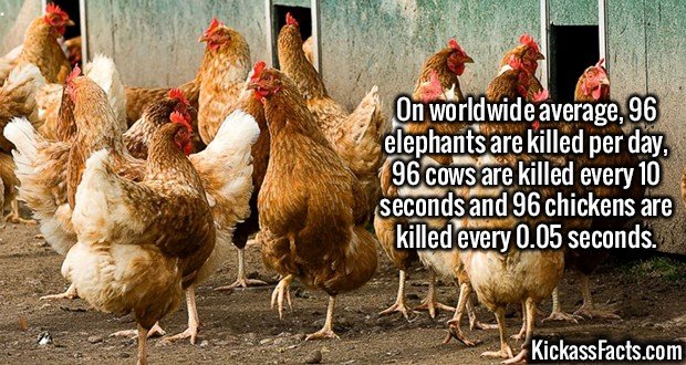 2628-Animal-Kill-Rate.jpg