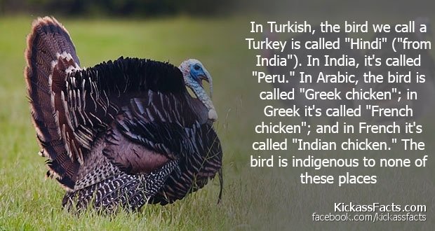117Turkey.jpg