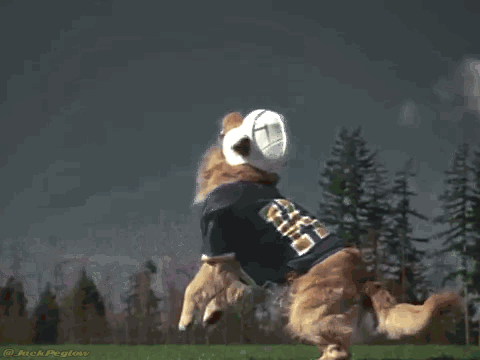 5fyrh8496qt0.gif
