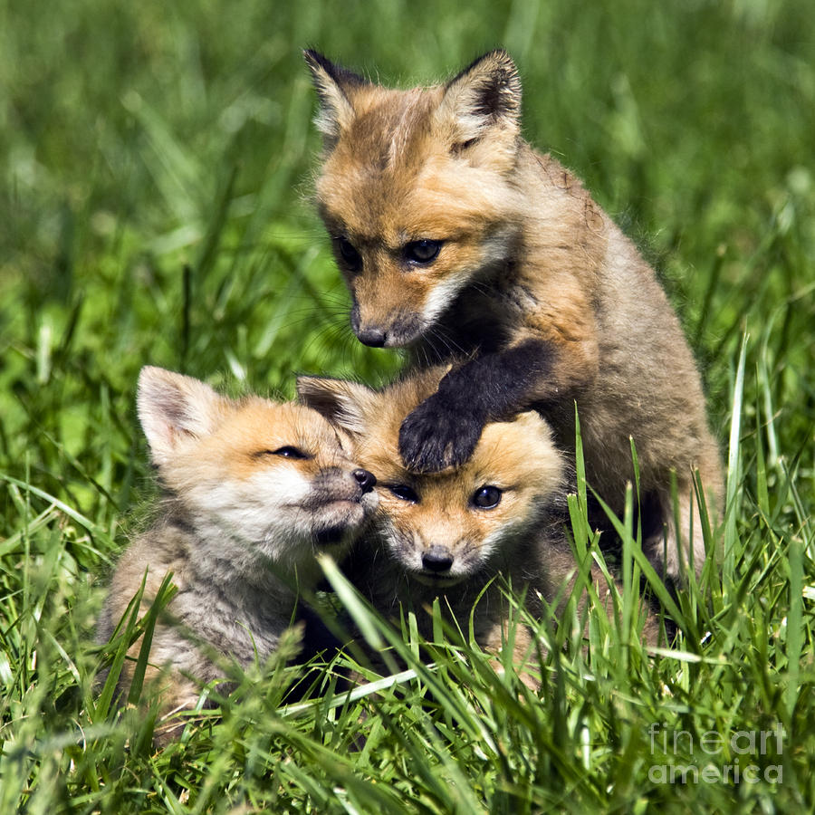 red-fox-babies--d006647-daniel-dempster.jpg