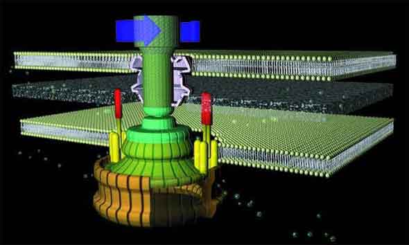 flagellum.jpg