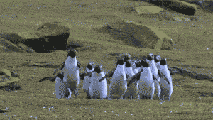 tumblr_inline_nyzn64nneP1tw15z1_500.gif