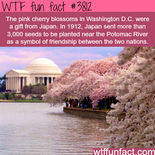 tumblr_nmd8elykag1roqv59o1_500.png