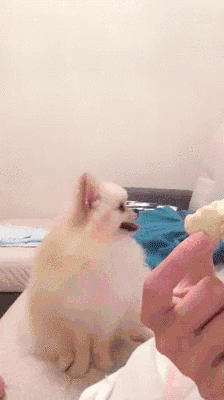 LittleSeparateCapeghostfrog.gif