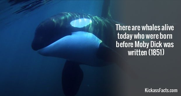 532MobyDickWhale.jpg