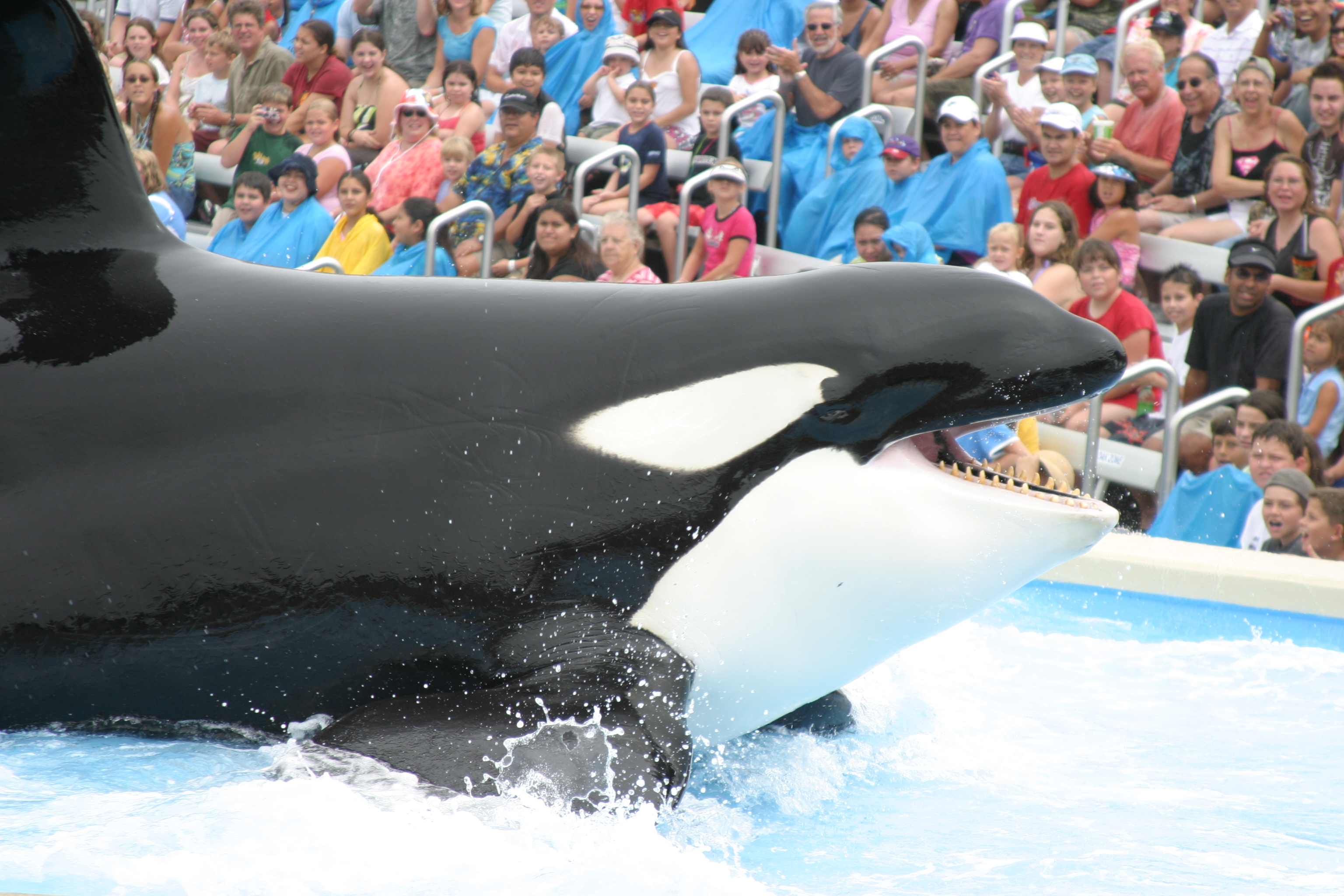 Big_Shamu_San_Diego_by_Patty_Mooney.jpg