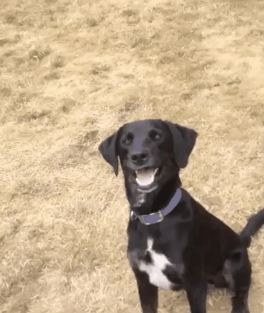 qvfcihe8t27w.gif