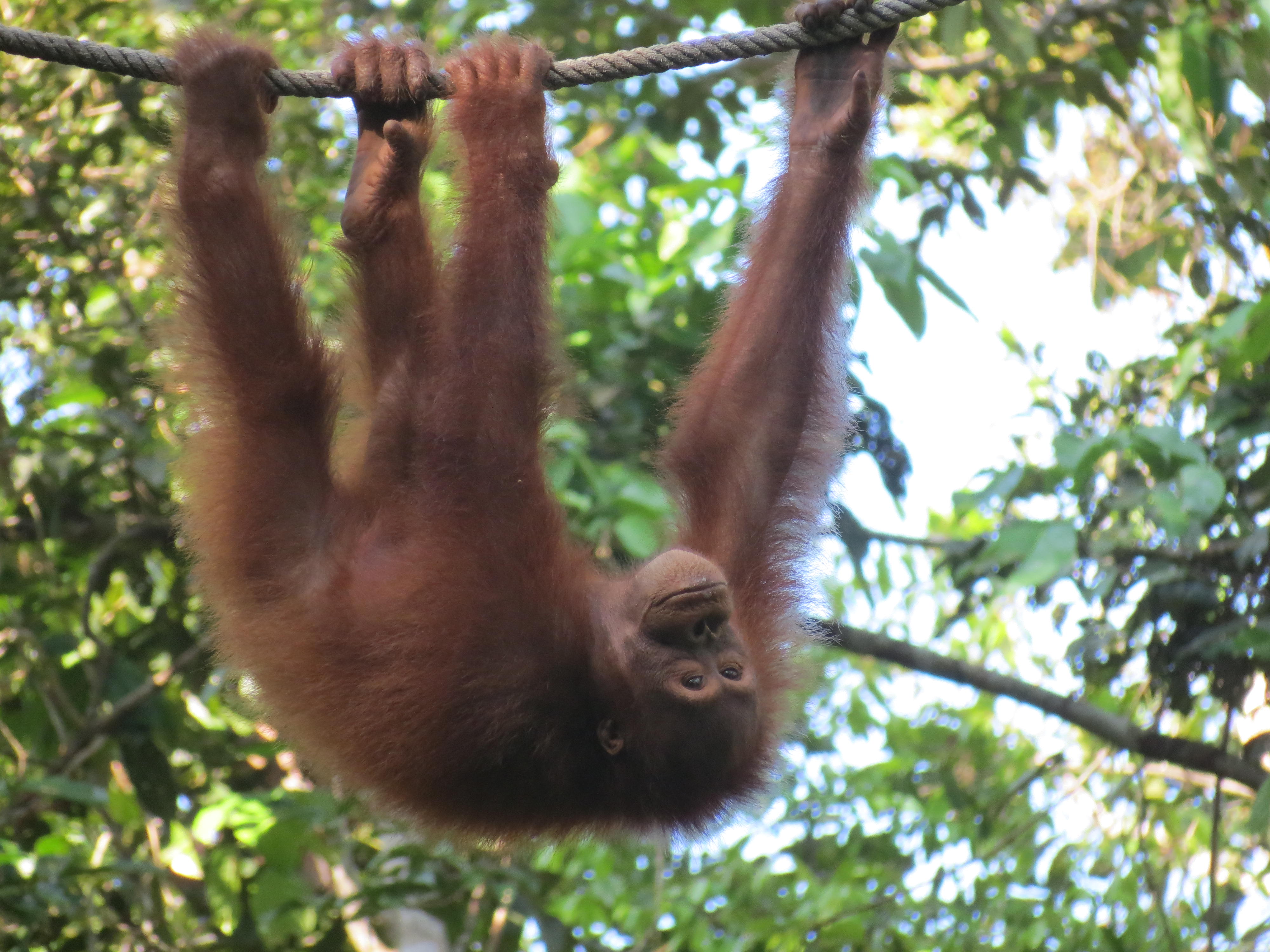 borneo-kuching-mar-2012-262.jpg