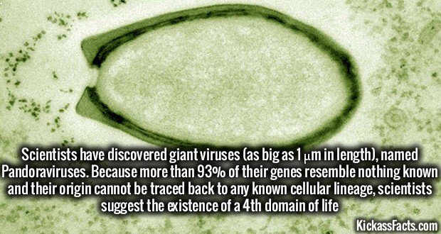 1164-Pandoravirus.jpg