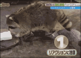 tumblr_o0gfplmLWu1tlb56zo1_400.gif