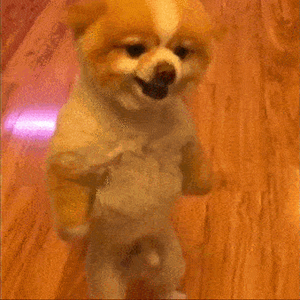tdvjgdh3aifh.gif