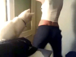 cats-tits-ass-5.gif