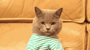 xrgyaczmc8as.gif