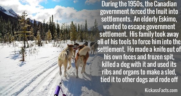 472DogSled.jpg