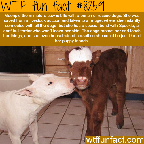 tumblr_p1a4xmM1Ku1roqv59o1_500.png