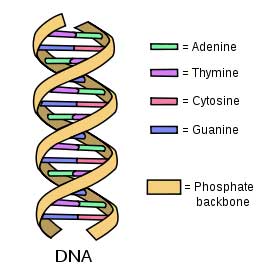 dna.jpg
