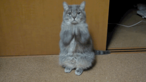utzkuf4zsiw3.gif