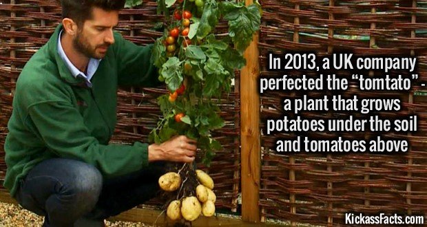 1212-TomTato.jpg