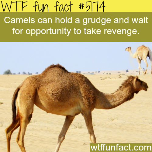 tumblr_o1l24cwwC81roqv59o1_500.png