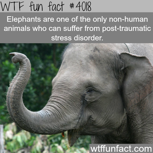 tumblr_norx06es3i1roqv59o1_500.png