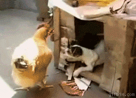 giphy.gif