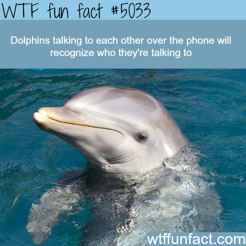 tumblr_nzzcpuTwXX1roqv59o1_500.png