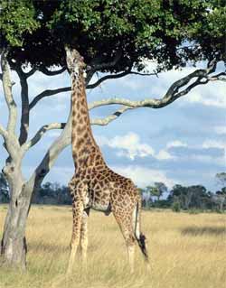 giraffe_feeding.jpg