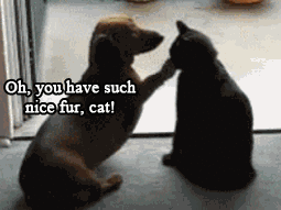 tumblr_mhjedjqtUJ1s4q7mco1_400.gif