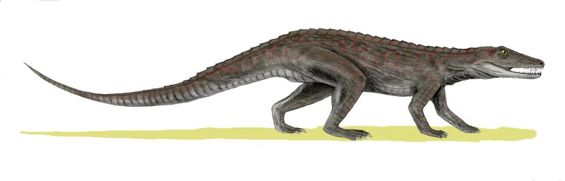 Erpetosuchus_BW.jpg