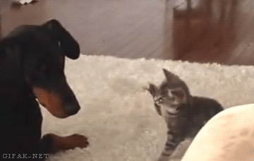 4s2kbbyjc50t.gif