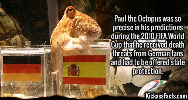 2440-Paul-the-Octopus.jpg