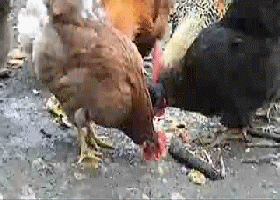 ng093044jcgm.gif