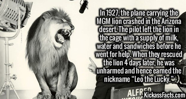 2036-MGM-lion.jpg