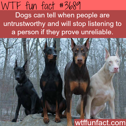 tumblr_nkx8is0rZv1roqv59o1_500.png