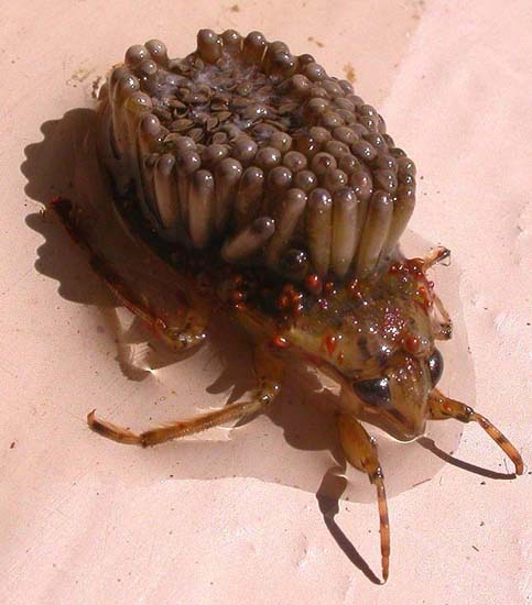 waterbug_eggs.jpg