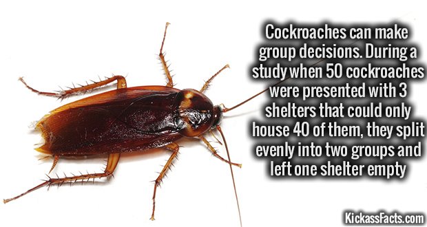 989-Cockroaches.jpg