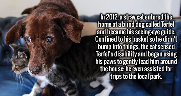 2236-Terfel-Dog-Cat.jpg
