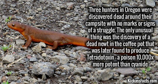 960-Poison-Newt.jpg